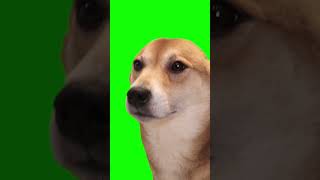 Dog vibing green screen [upl. by Minica]