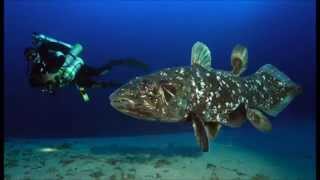 Coelacanth Ancient Fish in Indonesian Waters [upl. by Sigfried208]