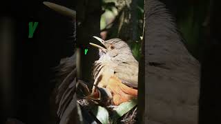 Estos Pájaros Usan Materiales Locos para sus Nidos ¡Descubre Qué y Por Qué 9 sabiasque [upl. by Mairym]