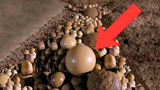 Hikers Find Strange Stones In Cave  When Expert Sees It He Turns Pale [upl. by Danie559]