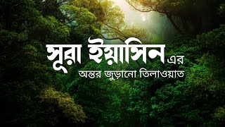 সূরা ইয়াসিন এর অন্তর জুড়ানো তিলাওয়াত । Heart Touching Recitation of Surah Yasin with Translation [upl. by Anilet]