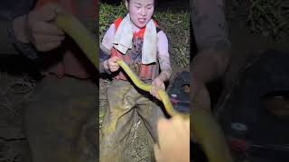 Amazing  Pretty Girl Catching Eel Fishs 從洞裏用手抓黃鱔  漂亮女孩抓黃鱔  Pretty Girl Catching Eel Fishs [upl. by Kerwinn246]