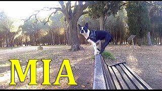 Boston Terrier doing agility [upl. by Corso]