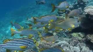 Embudu 2012 Haie am Strand HD 1080p scuba diving [upl. by Missi]