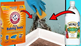 DIY MOULD REMOVER  8 Ways To Get Rid of Black Mold Naturally [upl. by Vincent]