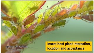 insect host plant interaction  host plant location  Levels of Diet  insect collection  ipm 06 03 [upl. by Ahsla282]