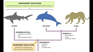 Convergent Evolution [upl. by Yerhpmuh943]