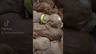 Watch cute mini golden doodles grow  Reserve yours today at KarsonsDoodlescom shorts [upl. by Andreas]