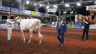 UK Dairy Day 2022 Holstein Intermediate 2 Year Old ClassRiverdane Unix Ashlyn Part 1 [upl. by Matilda768]