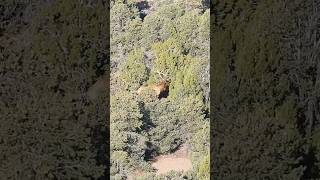 Missed BIG Bull Elk TWICE hunting elkhunting deerhunting [upl. by Hilten763]