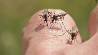 Jefferson County Mosquito Control takes flight to fight pesky insects [upl. by Vincent]