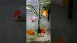 Aquarium Ikan Mas Koki Oranda trending viralvideo shorts [upl. by Hedve187]