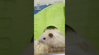 Pensive Hamster 🐹💭 cat cats funny shorts fyp [upl. by Donell]