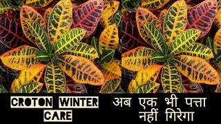 Croton winter care अब एक भी पत्ता नहीं गिरेगा croton leaf drop croton fertilizer [upl. by Alicea462]