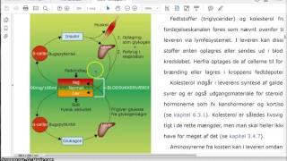 Regulering af blodsukker [upl. by Camel]