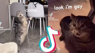 Funny Cats Speaking English Compilation Pt 1 [upl. by Decker]