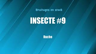 INSECTE 9 Ruche bruitage gratuit [upl. by Benisch]