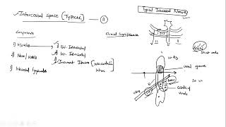 Intercostal space and Typical intercostal nerve  Anatomy  2021 Q  PYP discussion UPSC MEDICO [upl. by Dincolo457]