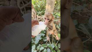 Cute baby drinking milk 🍼🍼🍼🐵🐵🐵 cute monkeyvideo monkey 0497 [upl. by Beach331]