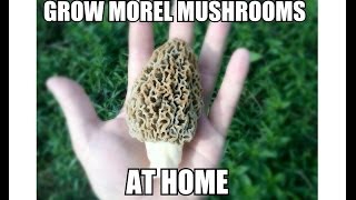 Grow Morel Mushrooms Start to Finish with Updates [upl. by Zsa Zsa68]