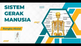 BIOLOGI Kelas 11  Sistem Gerak Manusia Rangka Aksial [upl. by Gunar]