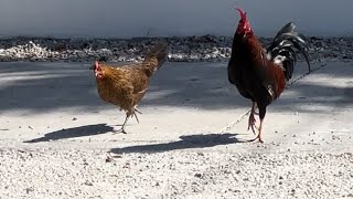 Wild Farrell Roosters and Chickens roaming Key West on Duval Street Southernmost Point travel [upl. by Mita]