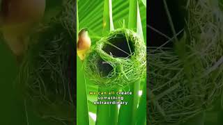 The Ingenious Nest How the Weaver Bird Designs Its Home [upl. by Berne]