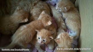 Cute Ginger Kittens Playing with their Momma [upl. by Cirdnek886]