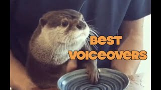 Funniest Animal Voiceovers  Ep 2 [upl. by Gardia780]