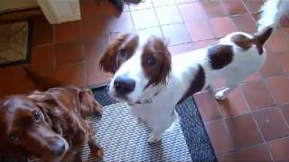 Life with Irish Setters [upl. by Rior]