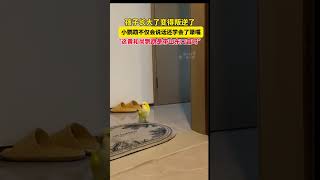 孩子長大了變得叛逆了 小鸚鵡不僅會說話還學會了犟嘴 shorts 萌宠 [upl. by Buddy729]