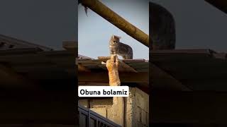 Bechora mishiq 🐈 rek uzbek uzb uzbekistan rekda islam nuriddindomla [upl. by Dric854]