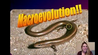 Macroevolution Part 1  Evidence for Macroevolution [upl. by Judenberg]