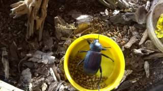 Darkling Beetle Terrarium [upl. by Onitsirc]