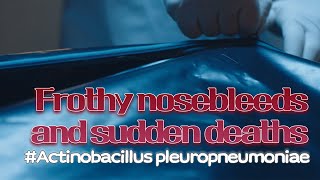 8 Frothy nosebleeds and sudden deaths  Actinobacillus pleuropneumoniae  VAC과사전 [upl. by Lissie]