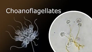 All About Choanoflagellates Description Anatomy and Habitat Codosiga Colony Under a Microscope [upl. by Colleen]