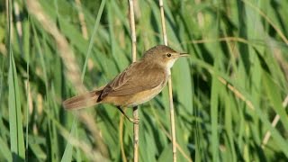 The Reed Warbler and its Song [upl. by Studnia566]