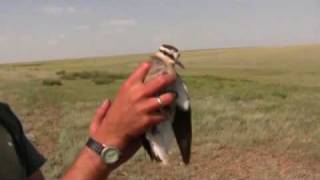 Sociable Lapwing Tracking  RSPB Video [upl. by Ecineg441]