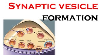 Synaptic vesicle formation [upl. by Hamas]