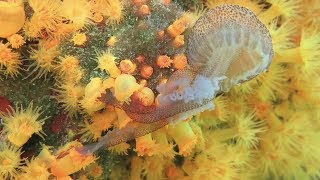 Corals eating jellyfish Astroides calycularis vs Pelagia noctiluca [upl. by Campagna356]