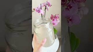 Fertilizer for free Orchid will release new flowers [upl. by Meisel]