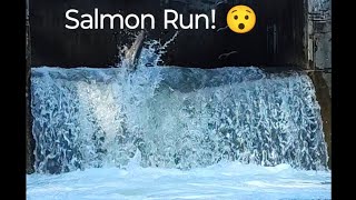 Salmon Run at Bowmanville nature salmonrun fishing livestream [upl. by Bringhurst272]