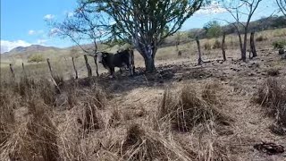 HOY FUI A BUSCAR AL CEMENTAL QUE SE ME HABÍA DESBALAGADO🐂 [upl. by Enirehtacyram78]