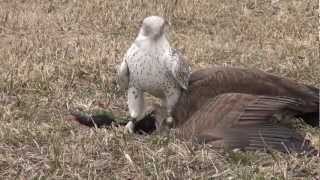 Gyrfalcon female takes Canada goose [upl. by Chaker]