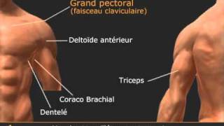 Vidéo des développés inclinés haltères convergent prise neutre exo de pecs [upl. by Charline175]