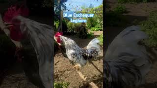 Exchequer Leghorn Hahn Farbschlag „Blau Gescheckt“ hühner chickens farm raisingchickens hahn [upl. by Weisbart150]