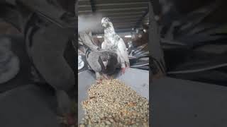 Best Roller Pigeon 💯AK Pigeon LoftBelti PuraKabootarYoutube Viral ShortsTrendingBirdsLike🕊️😍 [upl. by Vanthe771]