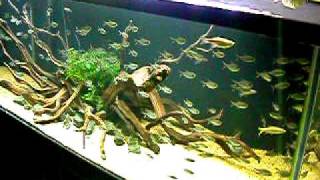 Aquascape 6 tank Manzanita wood Moenkhausia costae [upl. by Rockel]