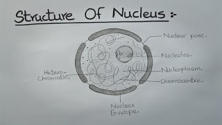 How to Draw Nucleus l Labelled Diagram l Structure of Nucleus l ES art amp craft [upl. by Inanaup]