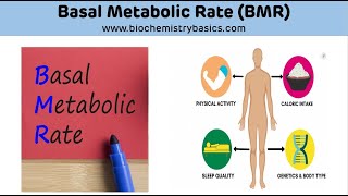 Basal Metabolic Rate BMR  Basal Metabolic Rate Biochemistry [upl. by Grous]